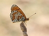 J16_1839 Spotted Fritillary